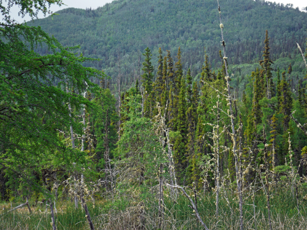 grassy swamp